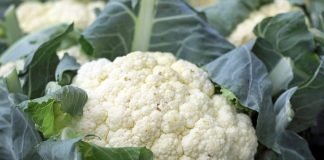 cauliflower and gout