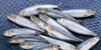sardines and gout