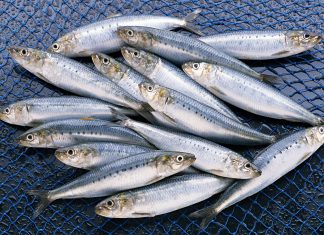 sardines and gout
