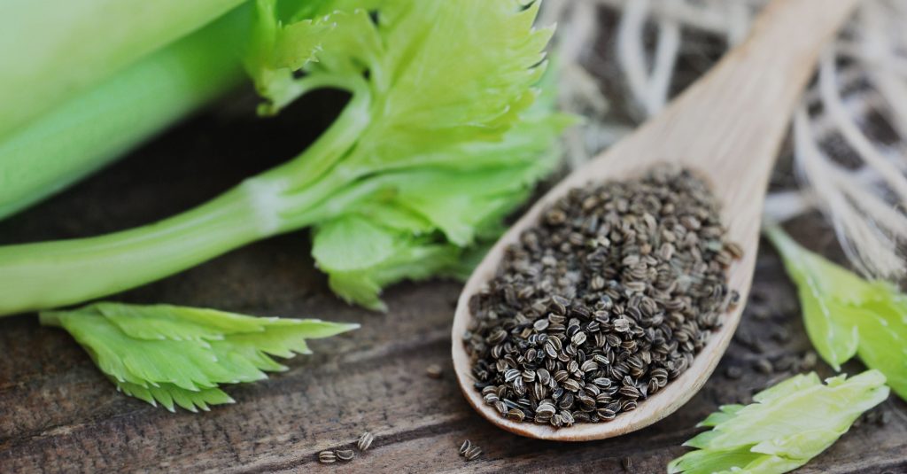 Celery Seeds For Gout And Lower Uric Acid Levels
