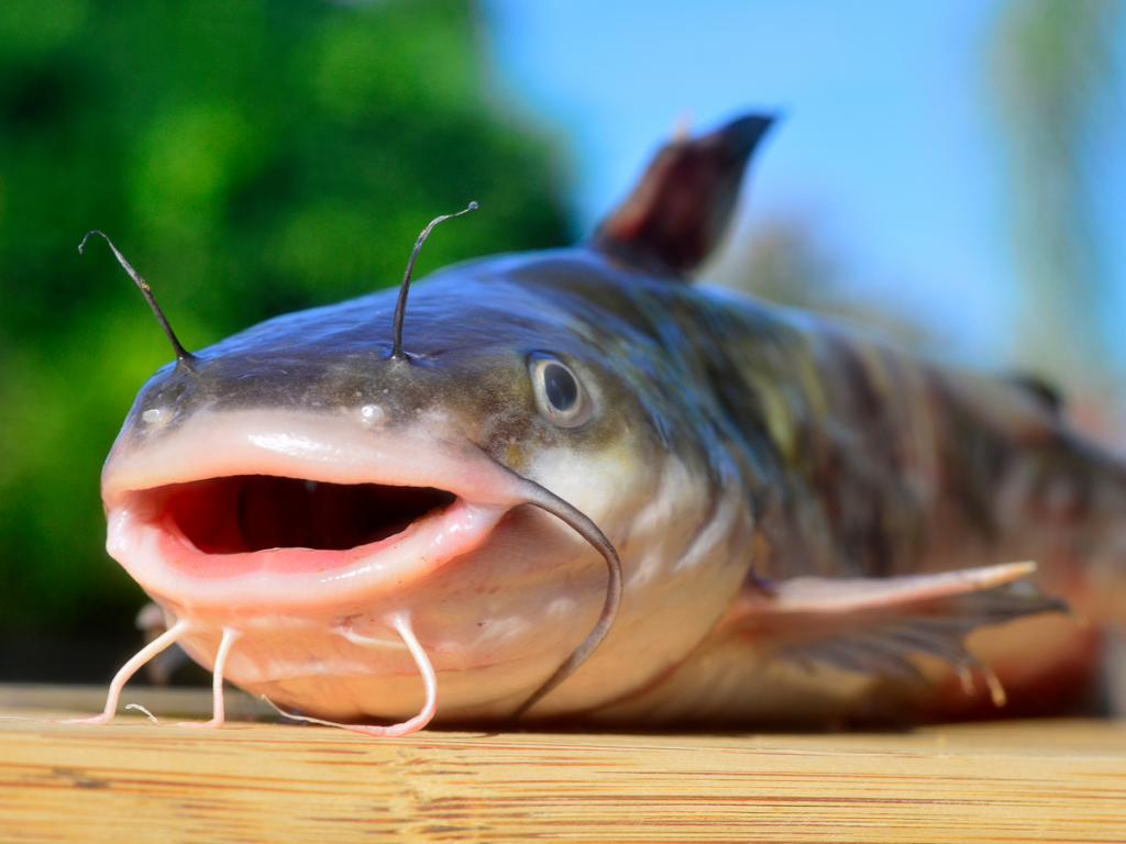 Catfish: A Gout-Friendly Option
